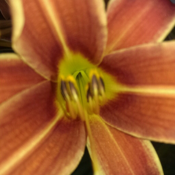 Picture pretty - Picture 2 of 4