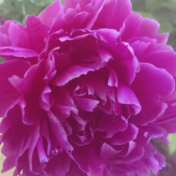 Picture pretty - Picture 3 of 4