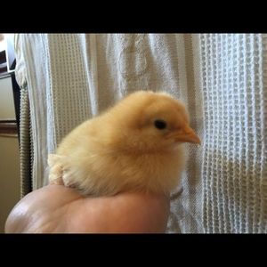 Meet your Posher, Charlene