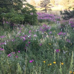 Meet your Posher, Liza