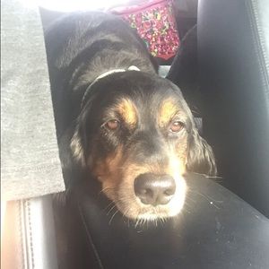 Meet your Posher, Caroline