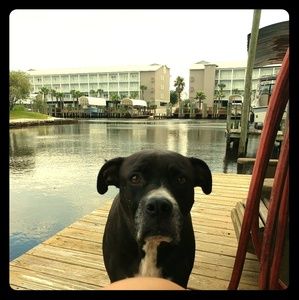 Meet your Posher, Amy