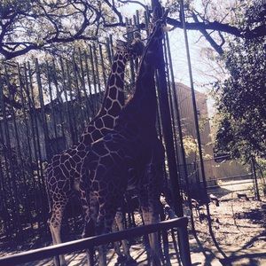 Meet your Posher, Kendall