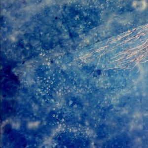 Meet your Posher, Thelma