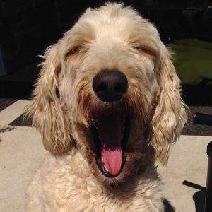 Meet your Posher, Mattie