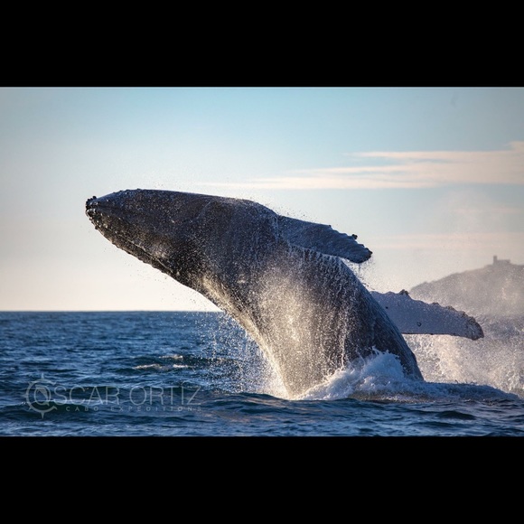 Meet your Posher, Joann - Picture 2 of 3