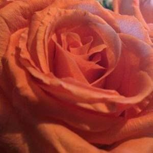 Meet your Posher, Diana