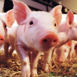 Meet your Posher, Kay