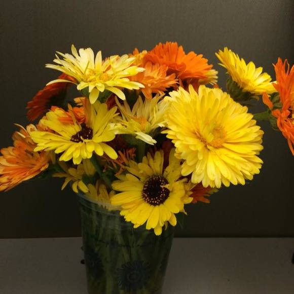 Meet your Posher, Sylvia