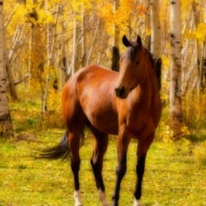 Meet your Posher, Pearl