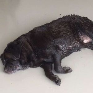 Meet your Posher, Rocco