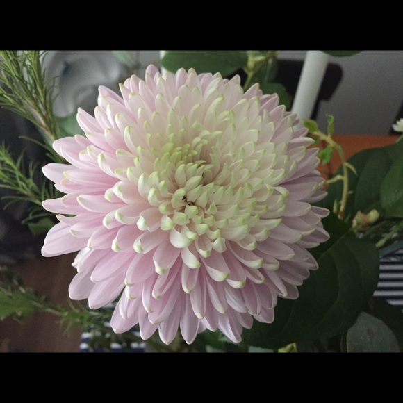 Meet your Posher, Bridgette