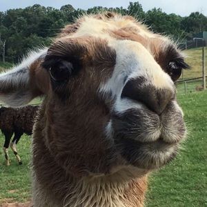 Meet your Posher, Natalie