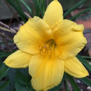 Meet your Posher, Liz