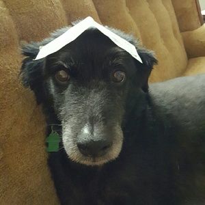 Meet your Posher, Stacy