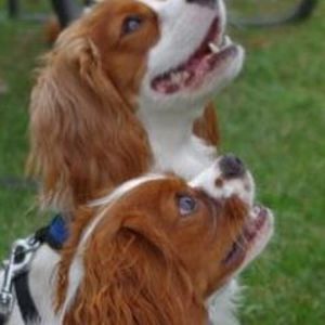 Meet your Posher, Shari