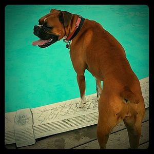 2 year old female boxer