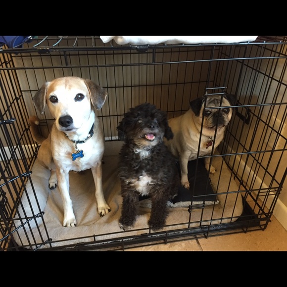 Meet your Posher, Morgan - Picture 1 of 1