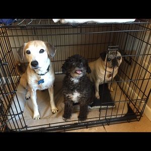 Meet your Posher, Morgan