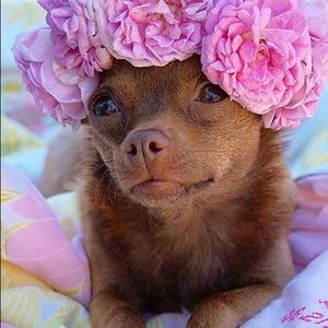 Meet your Posher, Morgan