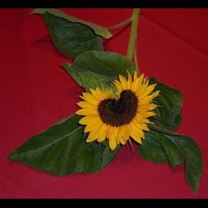 Meet your Posher, Aleah