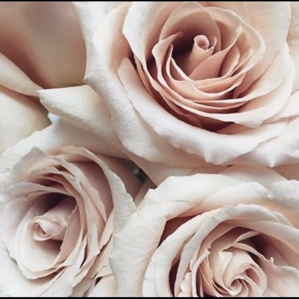 Meet your Posher, Misty Rose