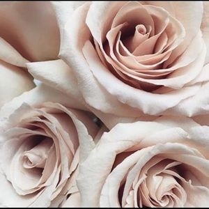 Meet your Posher, Misty Rose