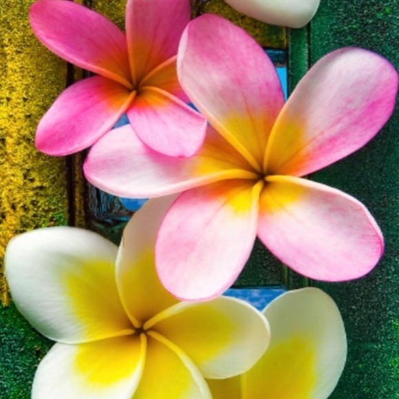 Meet your Posher, Nicole - Picture 1 of 1