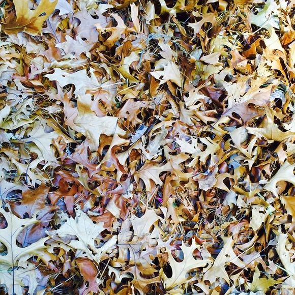 Meet your Posher, Tatiana - Picture 1 of 1