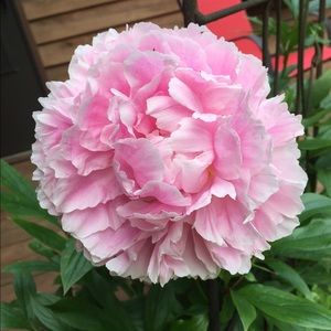 Meet your Posher, Angela