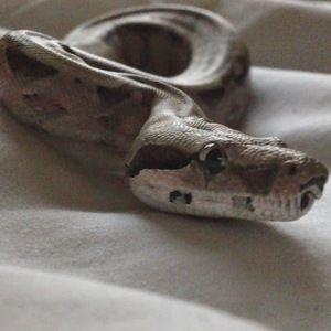 Meet your Posher, Fred