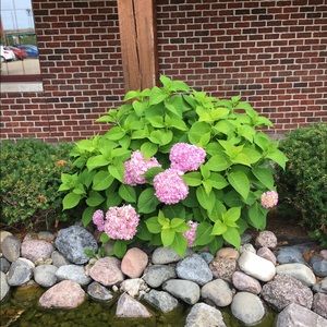 Meet your Posher, Betty