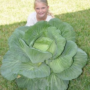 Meet your Posher, Phyllis