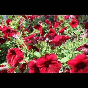 Meet your Posher, Jessie