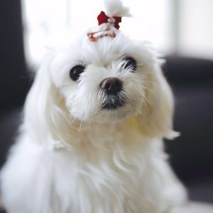 Meet your Posher, Young