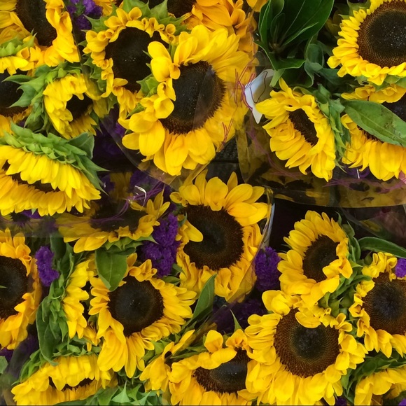 Meet your Posher, Darby - Picture 1 of 1