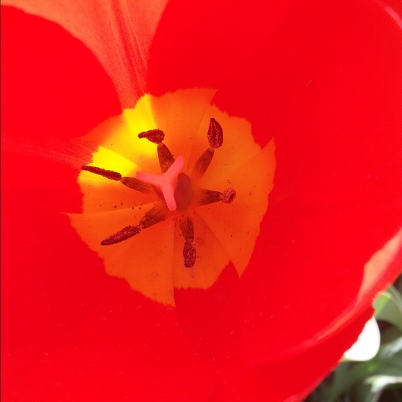 Meet your Posher, Taylir - Picture 1 of 1