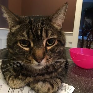 Meet your Posher, Joyce