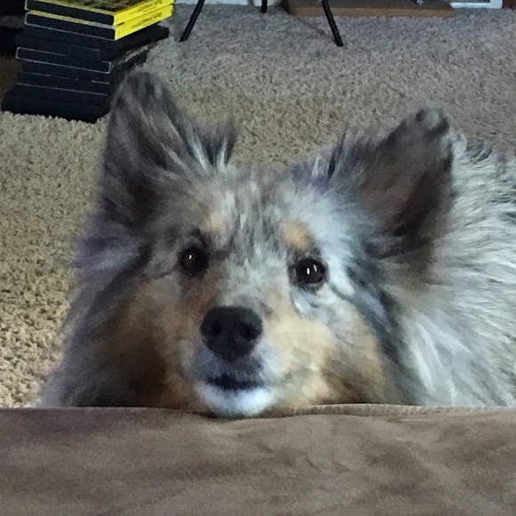 Meet your Posher, Dani - Picture 1 of 1