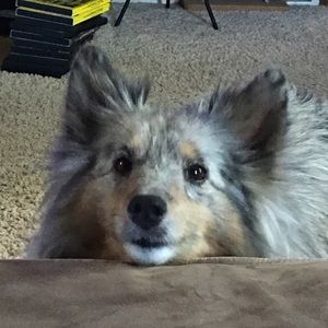 Meet your Posher, Dani