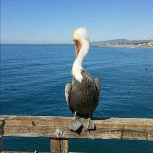 Meet your Posher, Frances