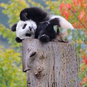 Meet your Posher, Ly