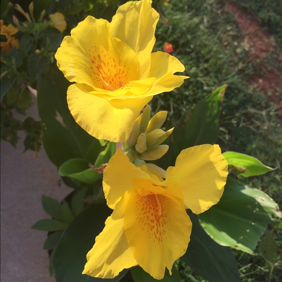 Meet your Posher, Dadrienne - Picture 1 of 1