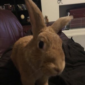 Meet your Posher, Lisa