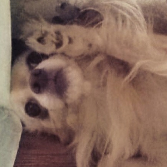 Meet your Posher, Maddie
