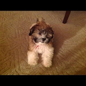 Meet your Posher, Patricia