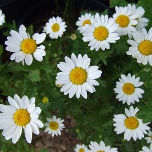 Meet your Posher, Cassidy