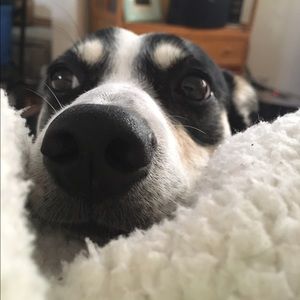 Meet your Posher, Emma