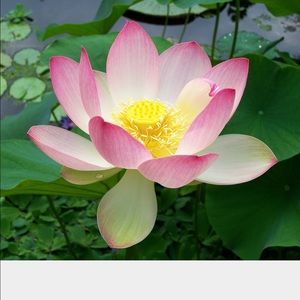 Meet your Posher, Janell