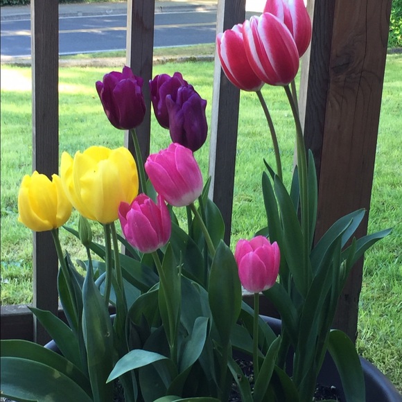 Meet your Posher, Kim - Picture 2 of 2